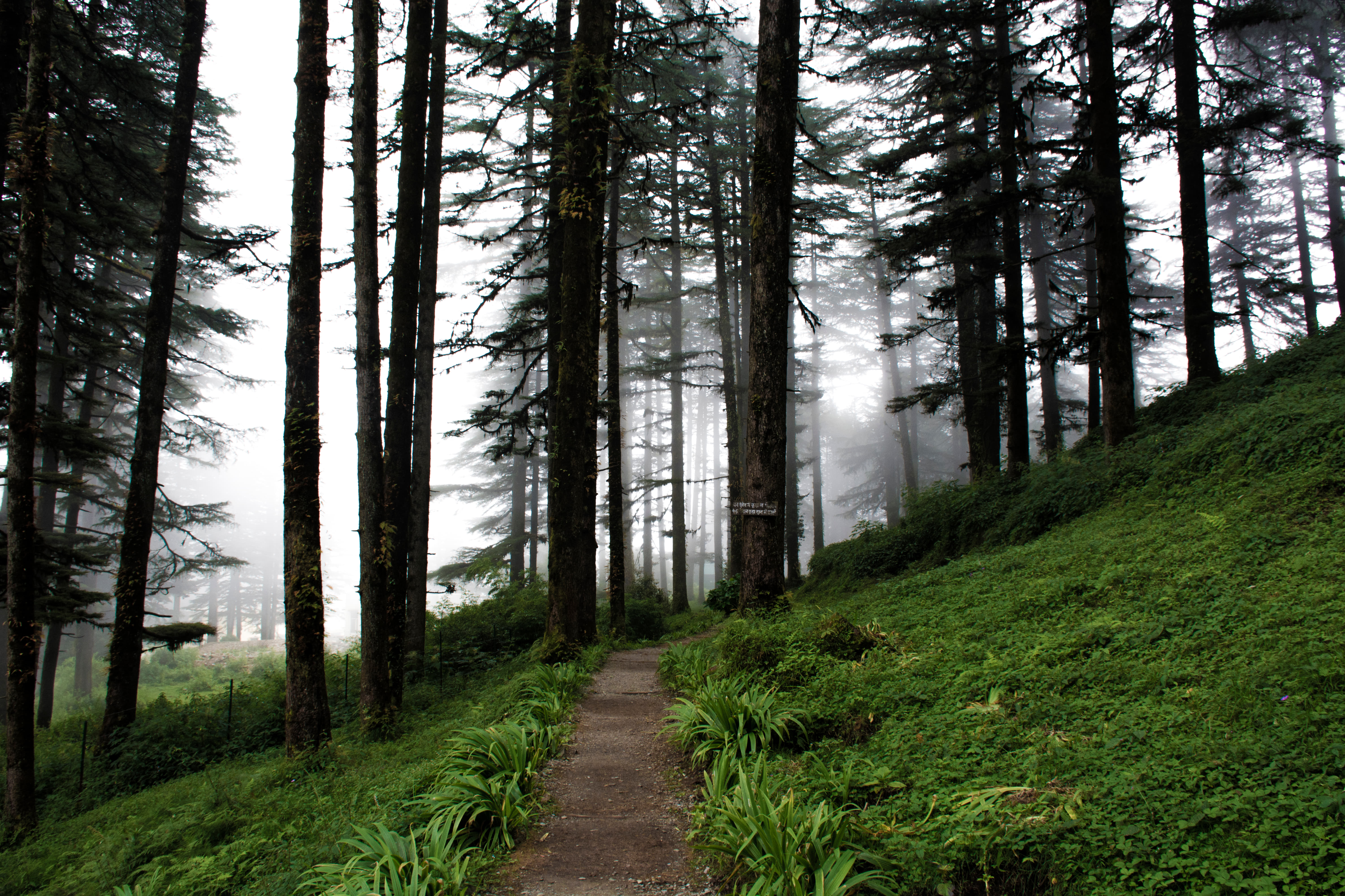 Dhanaulti