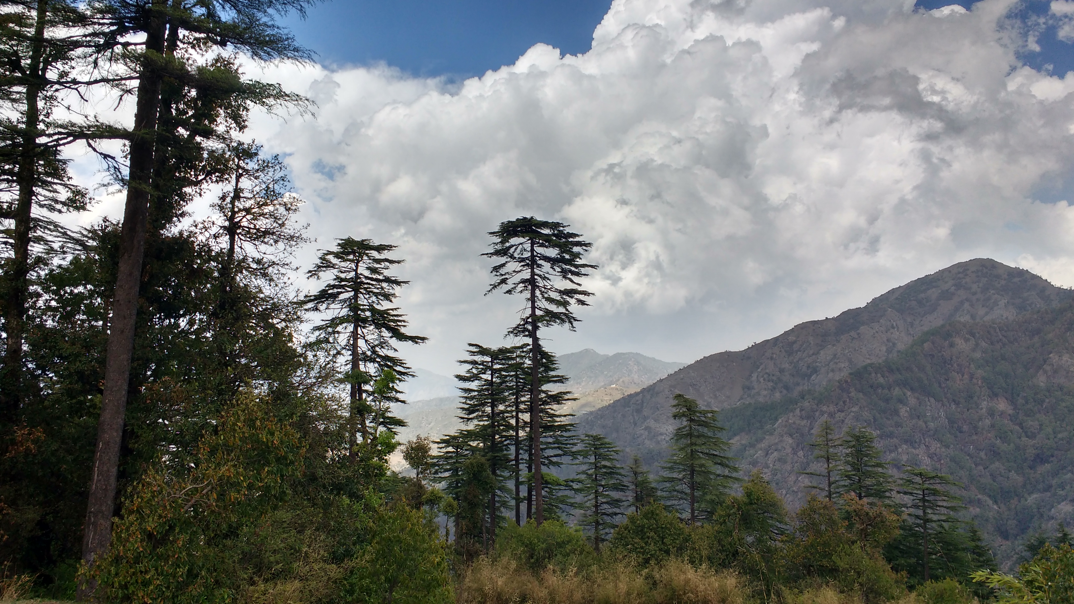 Pine forest views near Dhanaulti