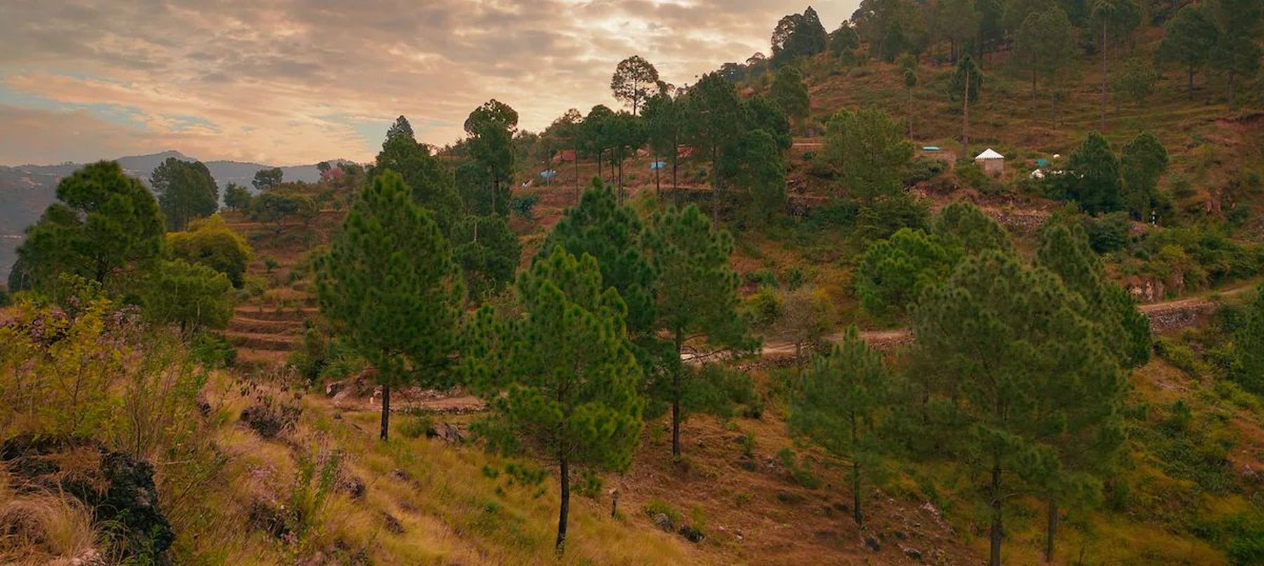 Outdoor hillside and pine forest view